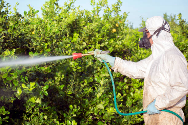Man in mask fumigating with pesticide or pest a lemon trees plantation in Spain Weed control spray fumigation. Industrial chemical agriculture. Man spraying toxic pesticides, pesticide, insecticides on fruit lemon growing plantation, Spain, 2019. Man in mask fumigating. extinction rebellion photos stock pictures, royalty-free photos & images