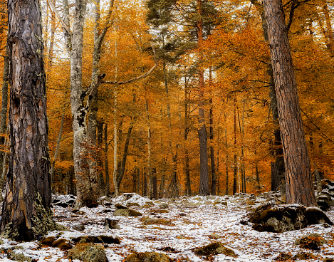 Beautiful scene with trees at the end of autumn and snow.