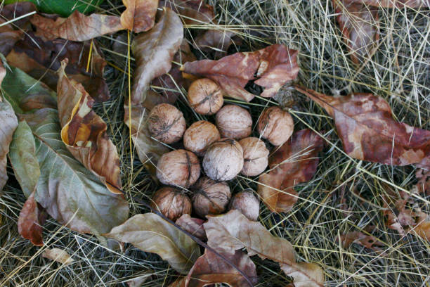 istock walnuts on dry grass in autumn 1180180630