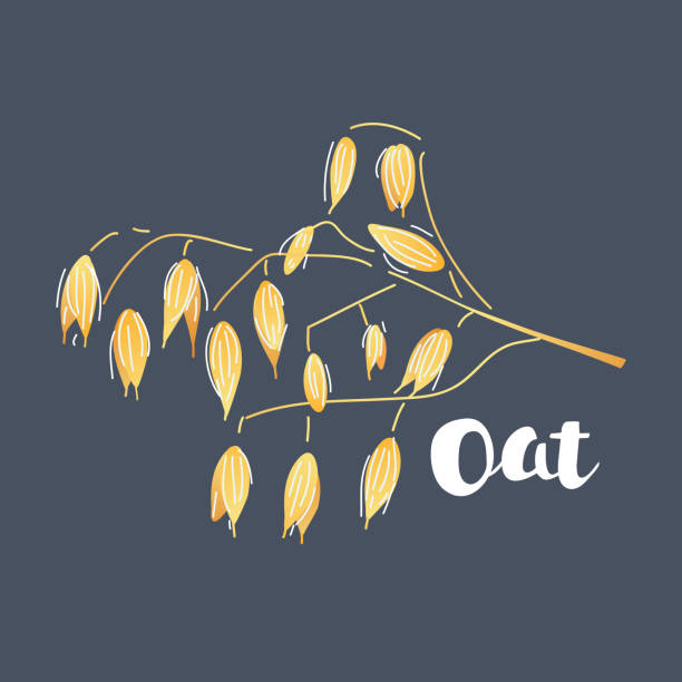 płatki owsiane na ciemnym tle. - oat cereal plant oat flake backgrounds stock illustrations