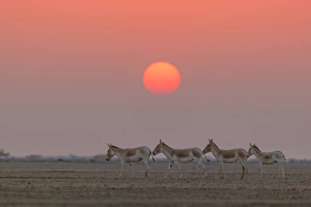 istock Indian Wild Ass and Sunset 1180181865