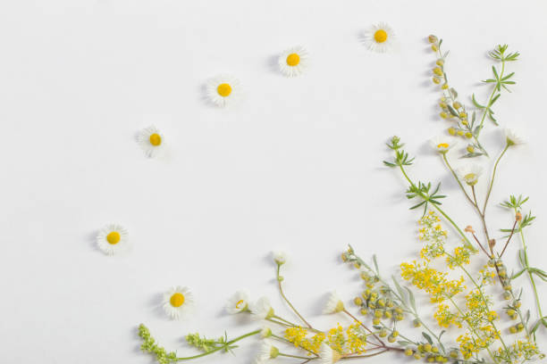 istock wildflowers on white paper background 1180182709