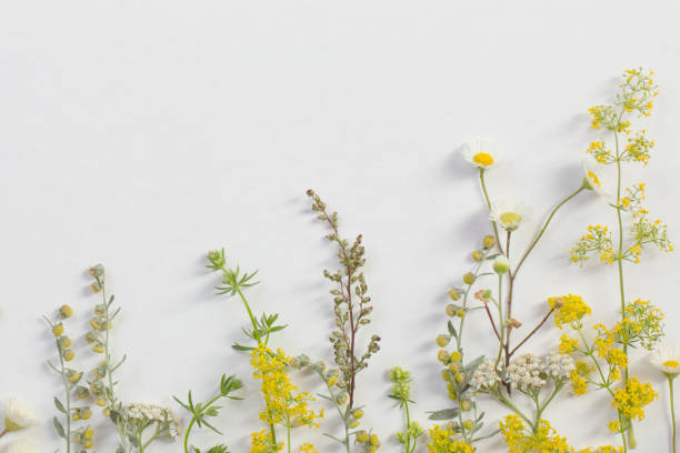 istock wildflowers on white paper background 1180182714
