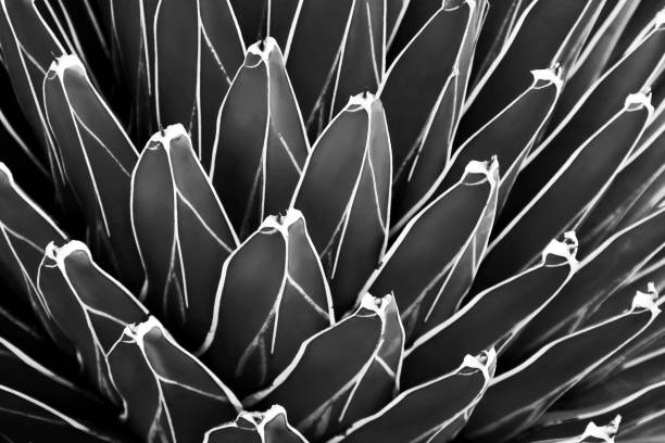 istock Exotic Agave Plant in Black & White as Abstract Texture Background 1180185642