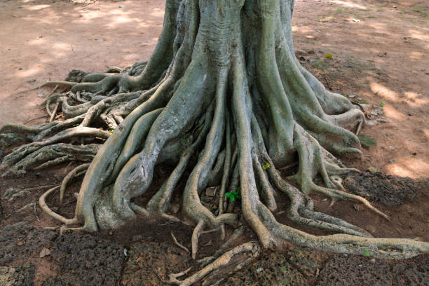 the root of banyan tree - rosids imagens e fotografias de stock
