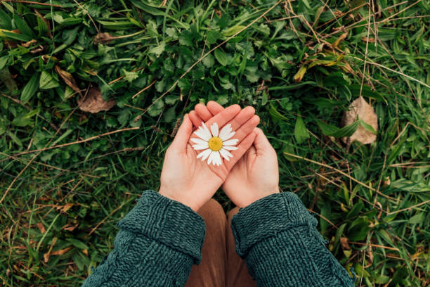 The Environment is in Our Hands Direct above view of an unrecognisable woman holding a daisy in the palms of her hands. hands cupped stock pictures, royalty-free photos & images