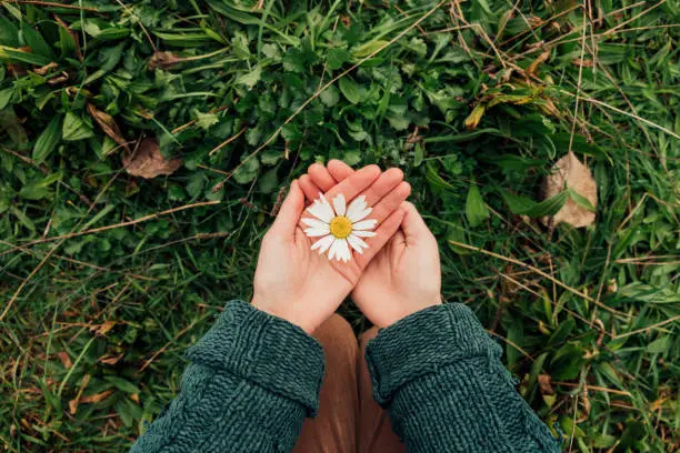 Direct above view of an unrecognisable woman holding a daisy in the palms of her hands.