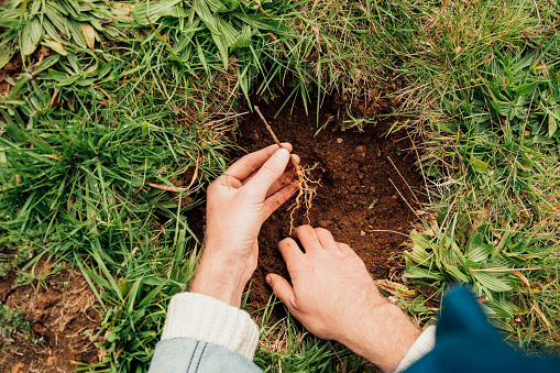 Direct above view of an unrecognisable man planting a tree sampling into the ground.