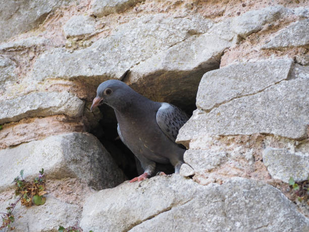 istock domestic pigeon animal 1180187375