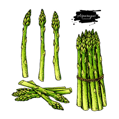 Asparagus hand drawn vector illustration set. Isolated Vegetable colorful object. Detailed vegetarian food drawing. Farm market product. Great for menu, label, icon