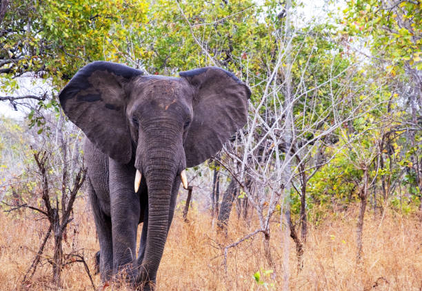 African  elephant seen during a game drive in the wildlife reserve.