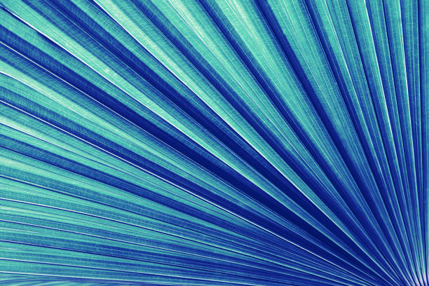istock Exotic Tropical Palm Leaf Natural Abstract Texture Background in Blue Green Tone Color 1180188751