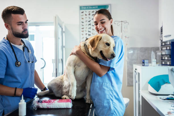 istock Veterinarian life 1180189277