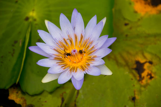 istock Beautiful Detailed Pale Blue Water Lilly 1180189862