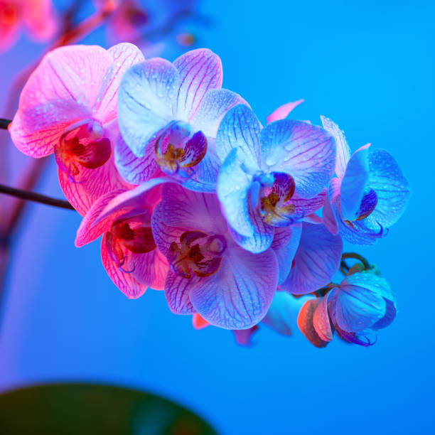 istock delicate pink Orchid with dew drops close-up on light blue background 1180189915