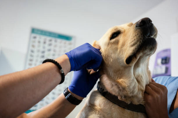istock Veterinarian life 1180190003