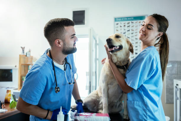istock Veterinarian life 1180190010