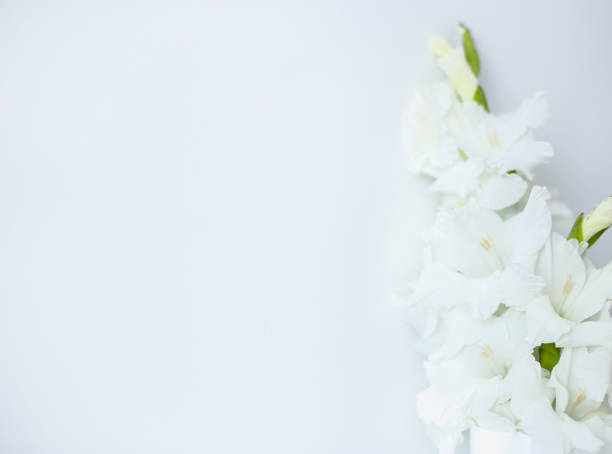 istock Banner photo image of gladiolus in white background with copy space 1180190603
