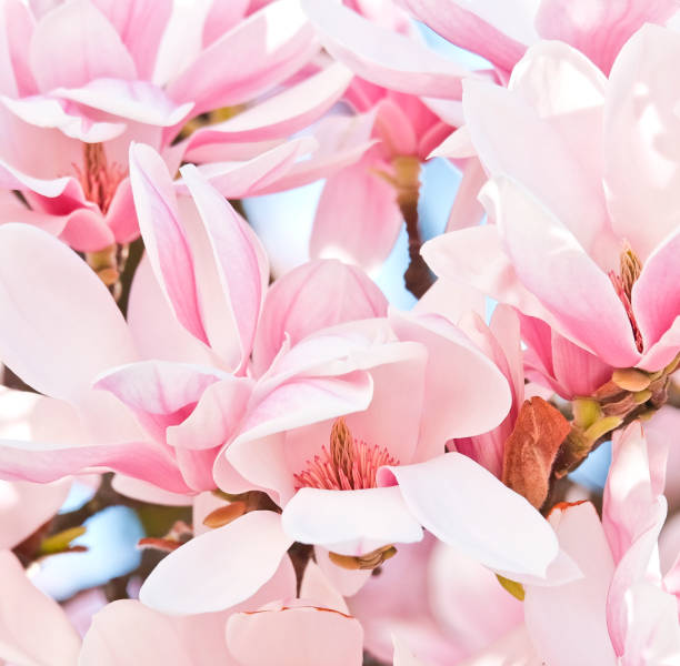 magnolie im frühling (magnolia grandiflora) - sweet magnolia tree blossom white stock-fotos und bilder