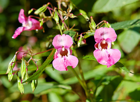 Impatiens glandulifera - In many places, Indian or Himalayan balsam is used as an invasive neophyte in Europe as a threat to other plant species.