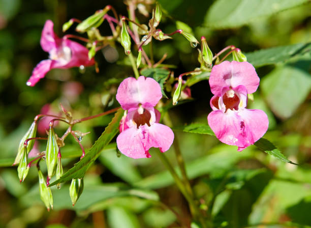 Impatiens glandulifera - In many places, Indian or Himalayan balsam is used as an invasive neophyte in Europe as a threat to other plant species. Impatiens glandulifera - In many places, Indian or Himalayan balsam is used as an invasive neophyte in Europe as a threat to other plant species. ornamental jewelweed stock pictures, royalty-free photos & images