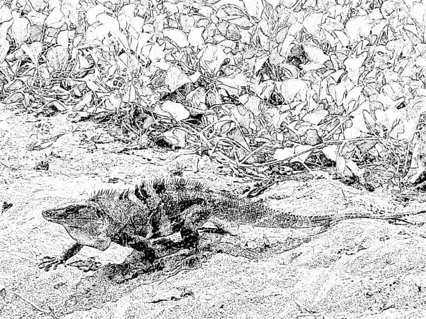Iguana in the middle of the beach