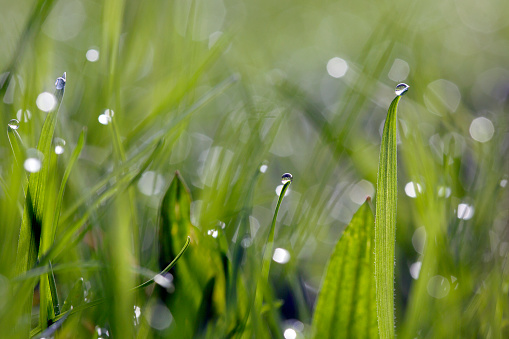 Close up of grass with selective focus, early morning dew and bokeh.