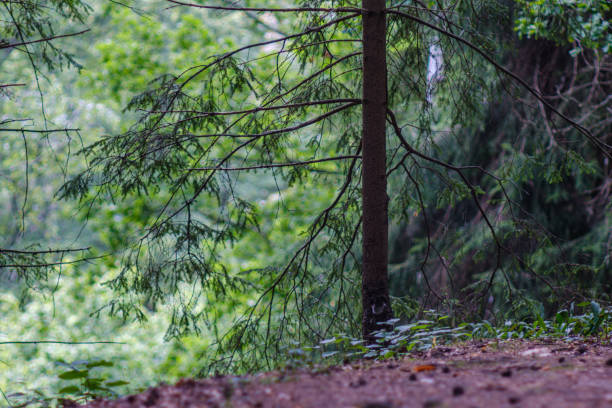 istock green summer forest foliage with leaves, grass and tree trunks 1180195461
