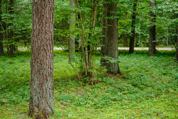 istock green summer forest foliage with leaves, grass and tree trunks 1180195478
