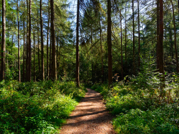 a narrow footpath borderd by dense undergrowth in a forest of fir trees - midlands imagens e fotografias de stock