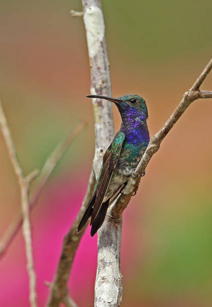 istock Sapphire-throated Hummingbird 1180199080