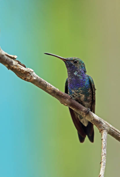 istock Sapphire-throated Hummingbird 1180199122