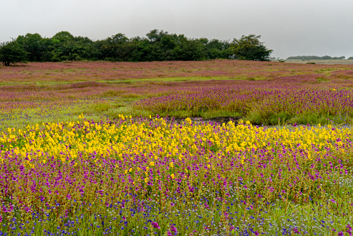 Beautiful flower carpet with blue, lavenders,  pink, yellow & purple flowers blooming on plane of kaas plateau
