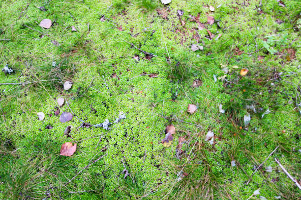 istock On green moss are autumn leaves. Forest background. 1180201028