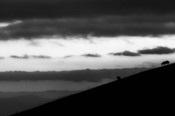 istock Distant horses silhouettes over a mountains against a beautiful sky at dusk 1180201281