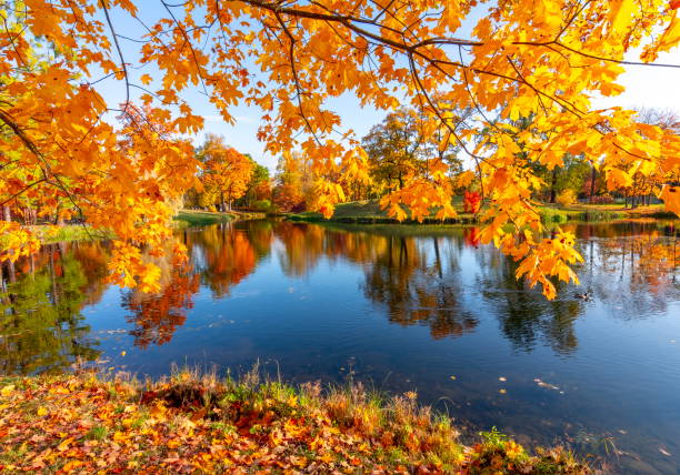 istock Alexander park in fall, Pushkin (Tsarskoe Selo), St. Petersburg, Russia 1180201320