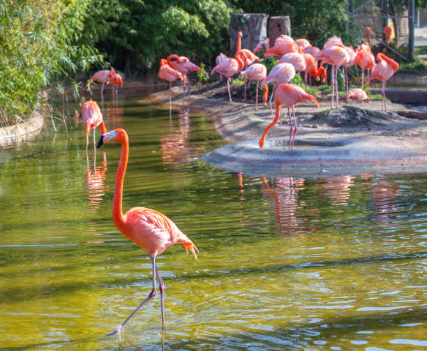 istock flock of flamingo 1180205566
