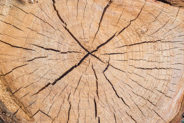 istock grunge cut wood as background 1180207035
