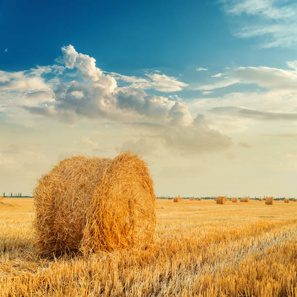 istock straw rolls on agriculture field after harvesting in sunset 1180207194