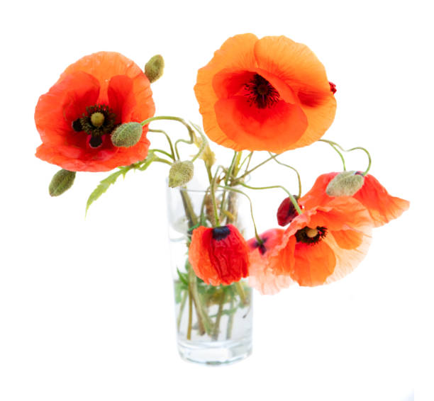 istock red poppy flowers 1180207196