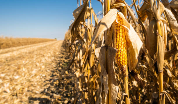 istock Ripe corn on the cob in a field ready for harvest 1180208523