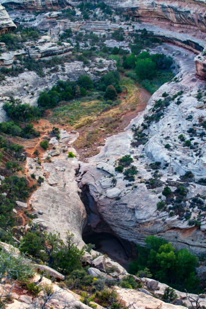 The color contrast of the rock strata and the dark green trees add drama to this beautiful canyon that holds the Kachina Bridge in Natural Bridges National Monument, Utah The color contrast of the rock strata and the dark green trees add drama to this beautiful canyon that holds the Kachina Bridge in Natural Bridges National Monument, Utah kachina doll photos stock pictures, royalty-free photos & images