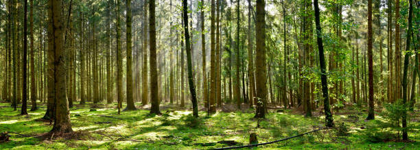 istock Beautiful forest in the morning 1180209799