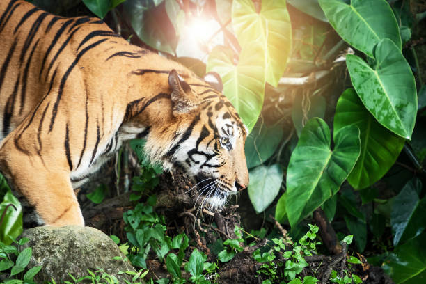 istock Photos of tiger naturally. 1180209932