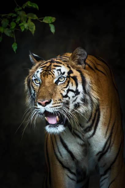 istock Photos of tiger naturally. 1180209959