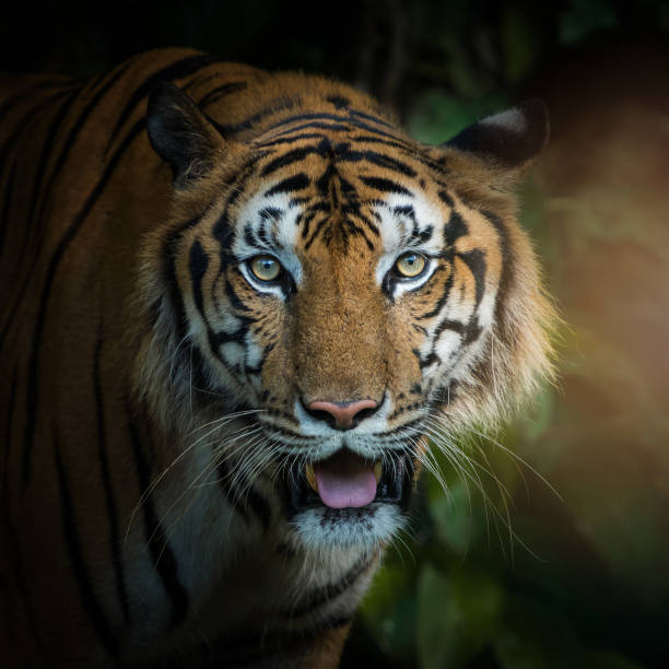 istock Photos of tiger naturally. 1180209981