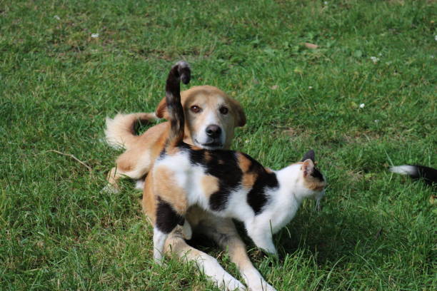 istock friendship of cat and dog 1180210132