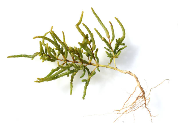 European Salicornia europaea European Salicornia europaea, is an edible plant that grows in the Wadden Sea. salicornia europaea stock pictures, royalty-free photos & images