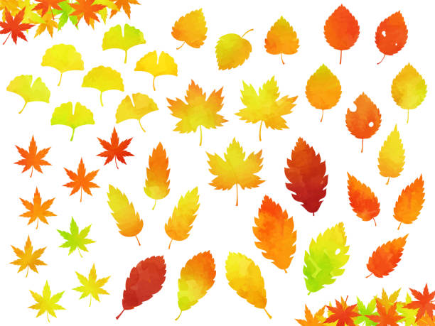 zestaw ilustracji różnych jesiennych liści (gradientowy styl akwareli) - elm tree autumn leaf tree stock illustrations
