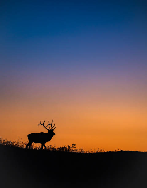 istock Elk in Pennsylvania 1180212373